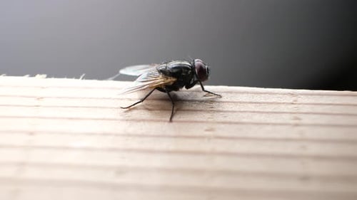 Macro Footage of a Housefly Resting on Wood