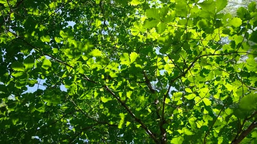 Sun Shining Through Fresh Green Leaves of a Tree Waving in Wind
