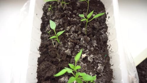 Growing Green Sprouts for the Planting Season Seedling Red Pepper in a Container Preparing for