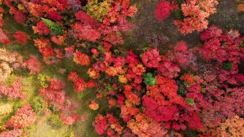 Aerial View of Colorful Autumnal Forest