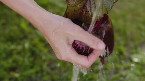 Hands Washing Freshly Picked Beets in Rural Setting