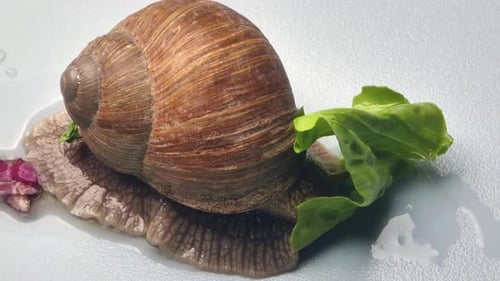Macro close up of garden snail eating fresh green salad leaf during sunny day,time lapse