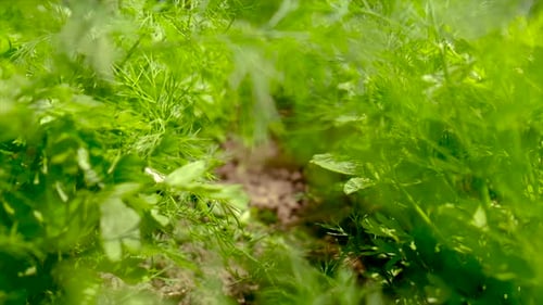 Greens Grow in the Garden Dill and Parsley