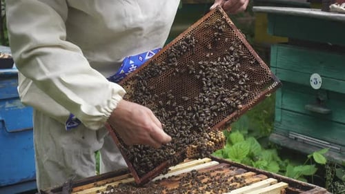 Beekeeper With Bees 6