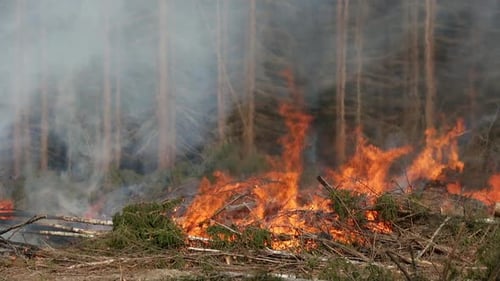 Fire in the Summer Forest