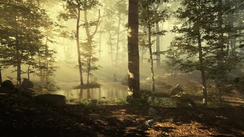 Sun Rising in a Forest with Fog