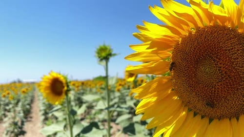 Beautiful Natural Plant Sunflower In Sunflower Field In Sunny Day 13