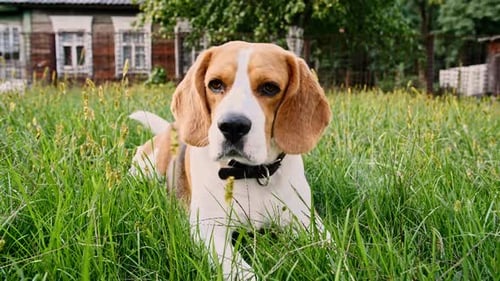 Adorable Beagle Relaxing in Green Grass Outside
