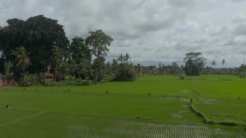 Rising Aerial Dolly Shot of Large Rice Fields with Lush Green Crops on the Plantation Near