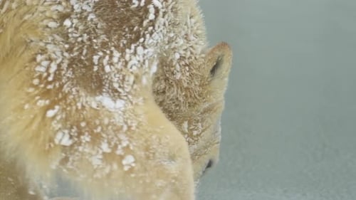 Eisbär in Winterlandschaft bei Schneefall schwimmt im kalten Wasser über gebrochenes Eis