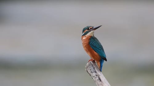 Bel oiseau martin-pêcheur bleu, le martin-pêcheur commun Alcedo atthis, assis sur une branche.