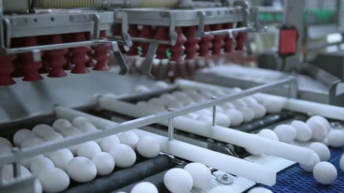 Chicken Eggs Poultry Farm