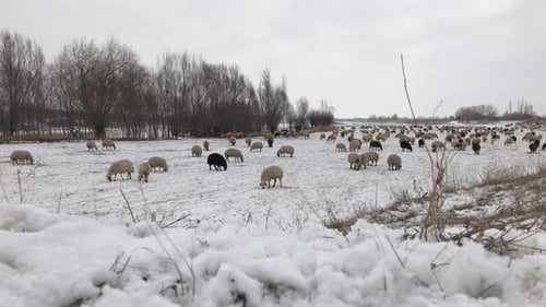 Sheep Grazing Peacefully in a Snow Covered Field