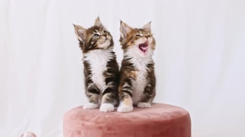 Cute Grey Kittens Watching Sitting on a Pink Pouf on a White Background