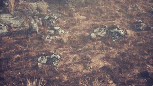 Cinematic Ground Level Shot Through Dry Grass and Rocks