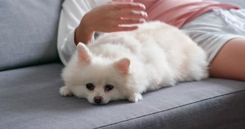 Dog Lying Calmly on a Couch Gets Pet