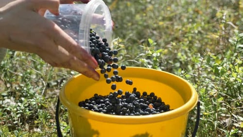 Pouring Fresh Blueberries into a Yellow Bucket