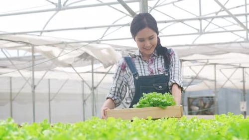 Asia lady farmer harvesting green oak from hydroponics vegetable farm in greenhouse garden.