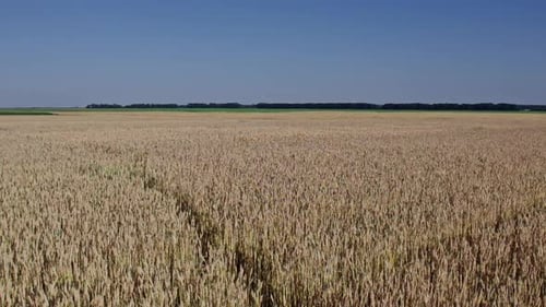 Aerial View of Beautiful Vast Yellow Field of Ripe Wheat Plants