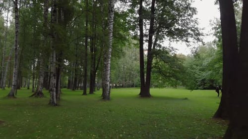 Aerial View in a Beautiful Park in St
