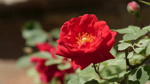 Close-up of red Rosa plant shallow DOF 4K 2160p 30fps UltraHD footage - Climber Rose flower and gre