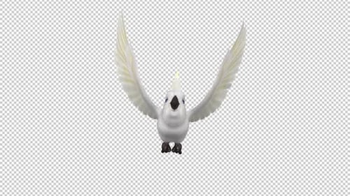 White Parrot - Mathews Cockatoo - Sulfur Crested - Flying Loop - Front View - Alpha Channel
