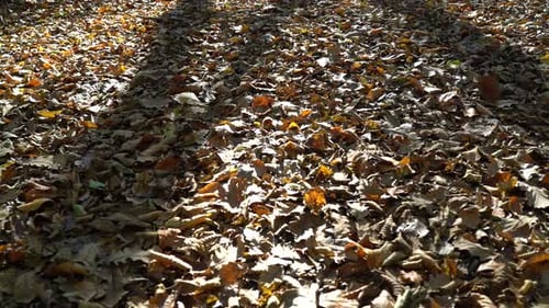 Hojas de otoño