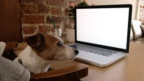 Dog Watching a Laptop Screen