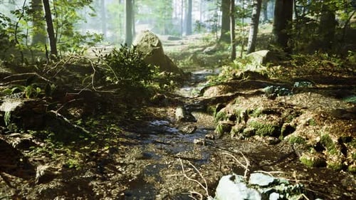 Small Creek Runs Through a Wide Valley Full of Fallen Leaves