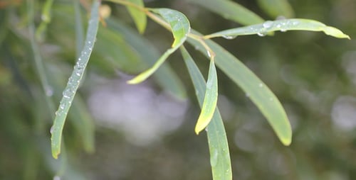 Green Leaves with Water Droplets in Nature