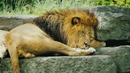Löwe mit einer schönen Mähne ruht auf den Steinen