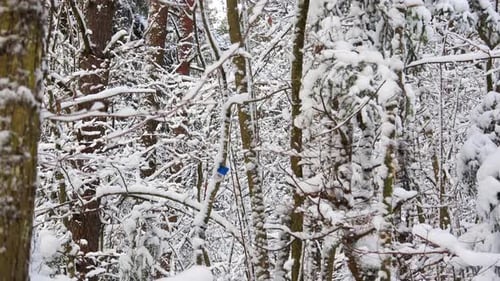 Winter Forest 28