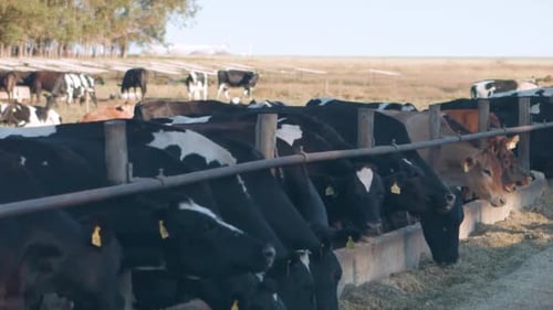 Cows Eating Hay on a Rural Dairy Farm