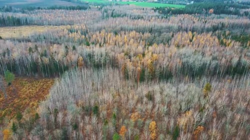 Autumn Trees Forest Landscape Aerial Shot, With Coniferous Wood Olden Foliage