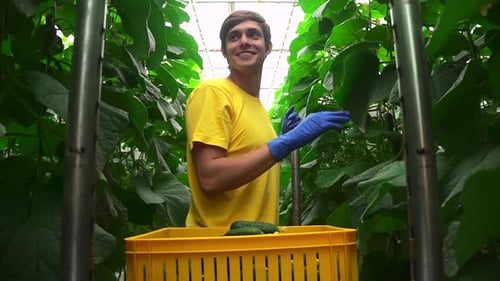 Hydroponic Industry and Greenhouse View of Man Harvesting Organic Vegetables at Agro Company Spbd