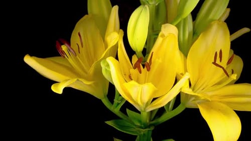 Yellow Lilies Blooming in a Time Lapse Close Up