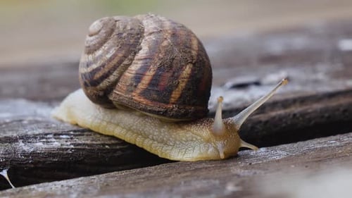 Makro von schönen Schnecken, die in der Natur kriechen. Nahaufnahme