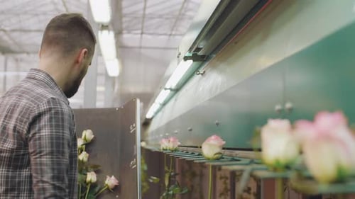 Man Inspecting Roses on Automated Greenhouse Conveyor