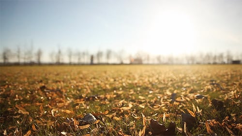 Autumn Grass and Fallen Leaves