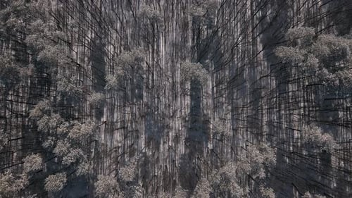Top Down Aerial View of the Young Forest in Snow Covered Field at Sunny Winter Day
