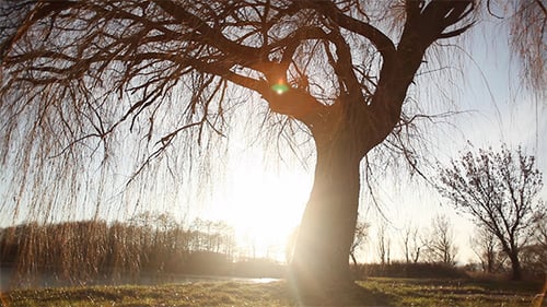 Willow Tree Silhouetted at Sunrise in Rural Landscape