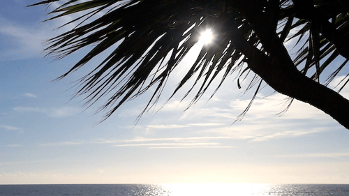 Palm Tree Silhouette at Beach Ocean at Sunset
