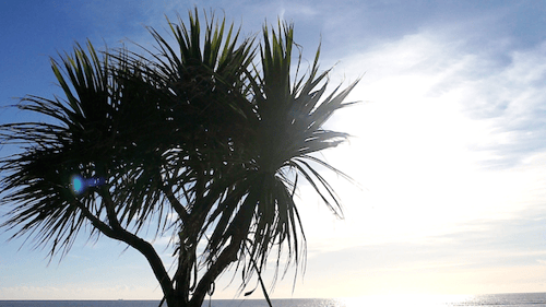 Palme 2