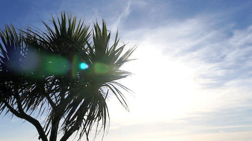 Palme 3