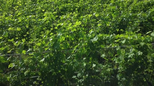 Weinberge Landwirtschaft Anbau