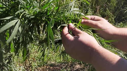 Hands Sifting Marijuana Plants for Seeds in Field