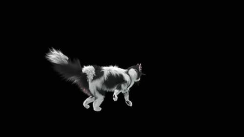 Katze HD