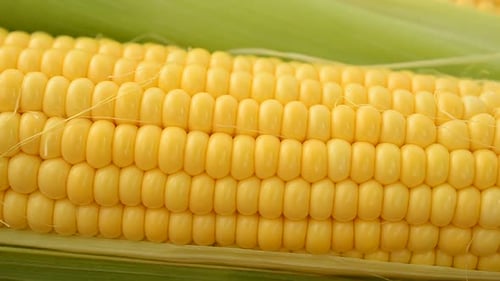 Fresh Yellow Corn on the Cob Close Up
