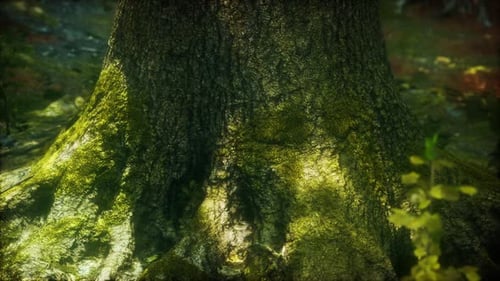 Baumwurzeln und Sonnenschein in einem grünen Wald mit Moos