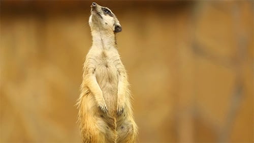 Meerkat on Guard